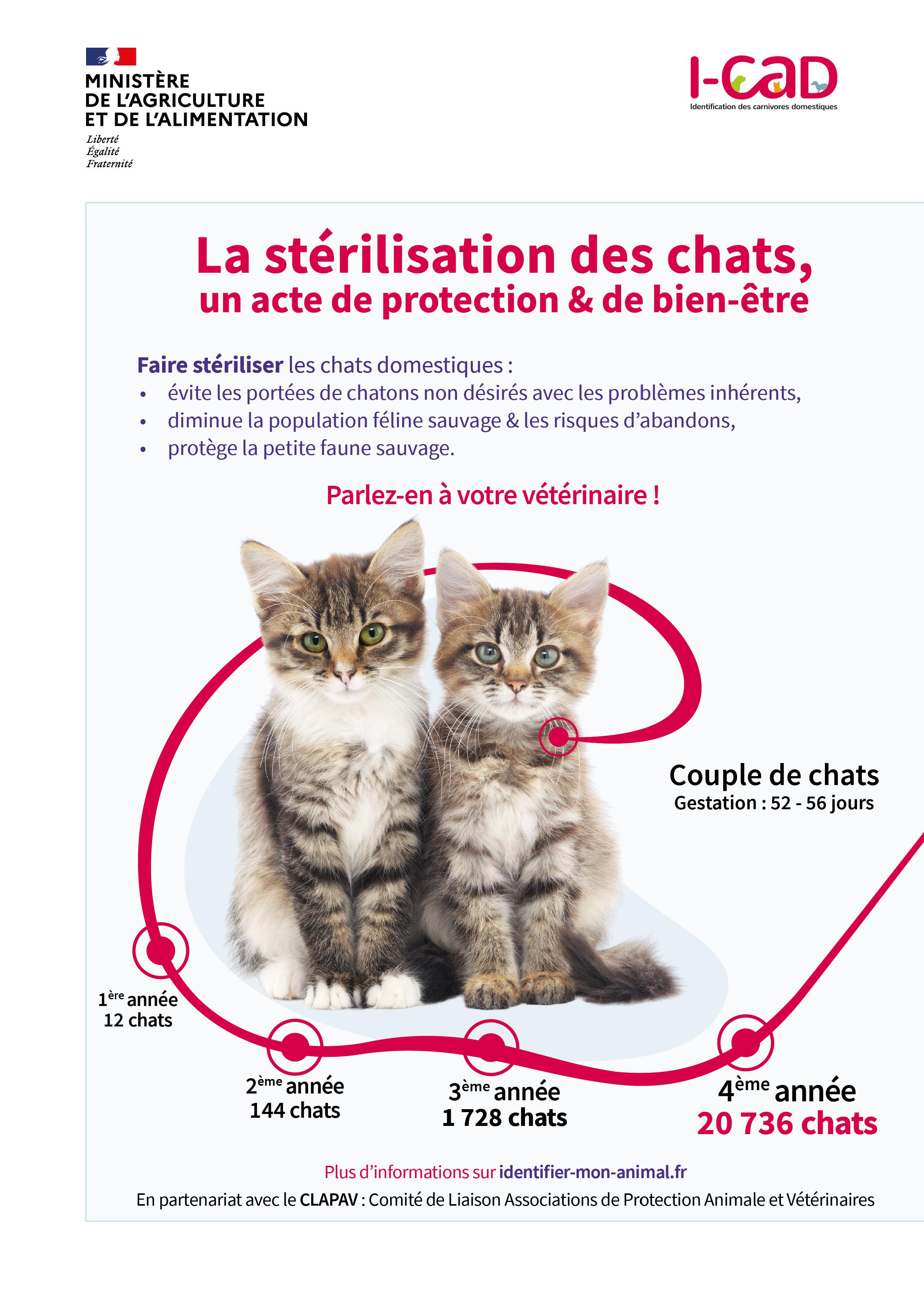 Stérilisation des chats